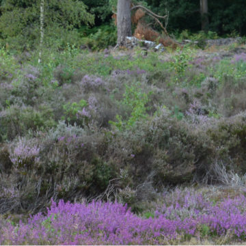 EcologyPartnership_Projects-01