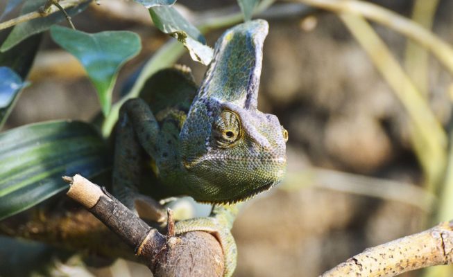 yemen-chameleon